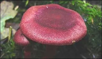 Quel est ce champignon ?