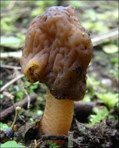 Quel est ce champignon ?