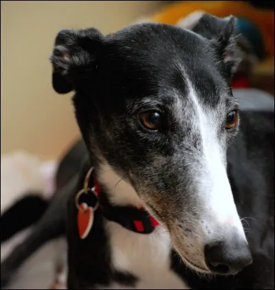 Les lévriers peuvent courir à 72,5 km/h.