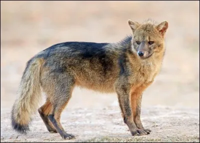 Le renard crabier est abondamment chassé pour sa fourrure.