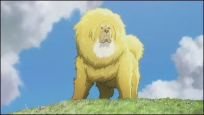 Fidèle, courageux, beau, ce chien possède un caractère utopique. Il ressemble à un lion avec son pelage doré et sa crinière mais c'est bel et bien un chien. Quel est son nom?