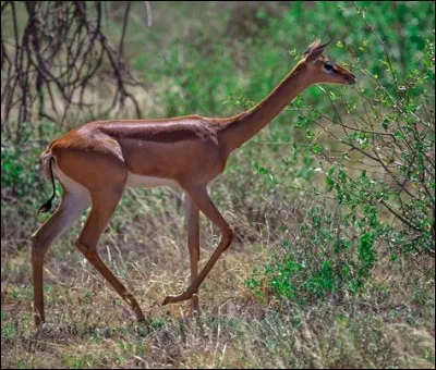 Quel est cet animal ?