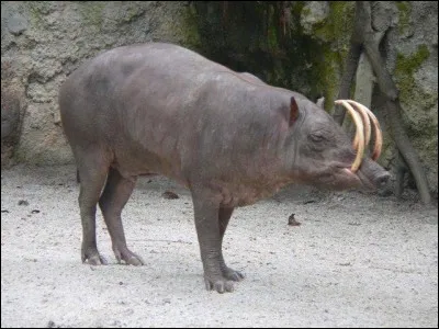 Quel est cet animal ?