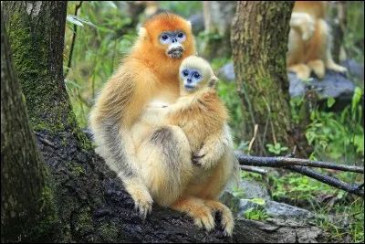 Quel est cet animal ?