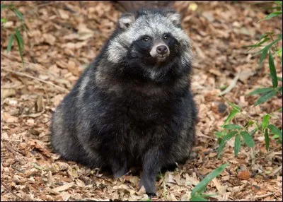 Quel est cet animal ?