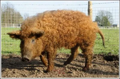 Quel est cet animal ?