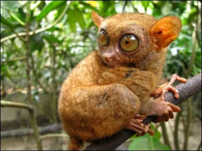 Quel est cet animal ?