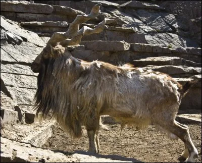 Quel est cet animal ?