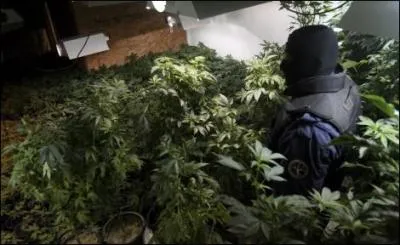 Un mdecin, conseiller du ministre de l'Intrieur britannique en matire de drogues, a t dmis de ses fonctions pour avoir dclar que: