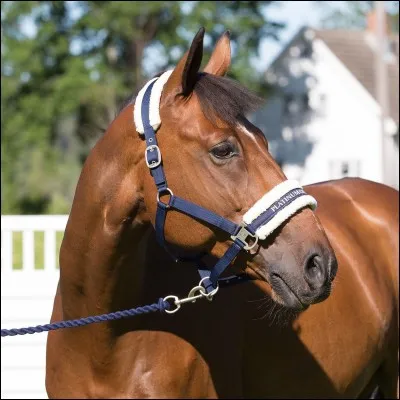 Avec quel objet accroche-t-on le cheval qui a un licol à un anneau d'attache ?
