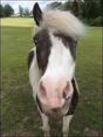 La martingale s'attache où ?