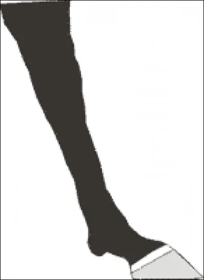 Cette balzane se nomme :