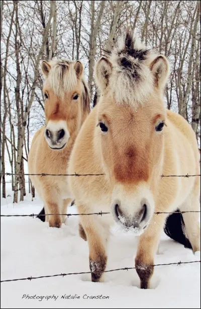 Enfin, le nom de cette race est :