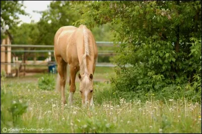 Parlons un peu des robes maintenant : celle-ci est...