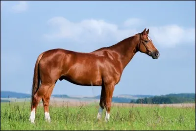 "Cheval" en allemand se dit "chevallen".