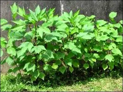 Quel(s) remède(s) n'existe(nt) pas ?