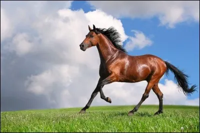 CSO | La mise en souffle d'un cheval de CSO sous-entend...