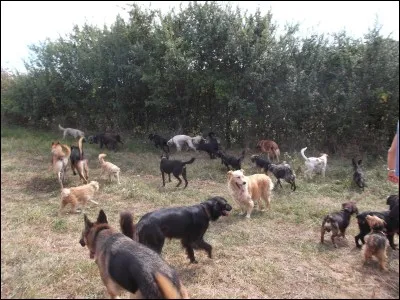 Quel est le nom du chat qui a aidé le Clan du Tonnerre à se débarrasser de la meute ?