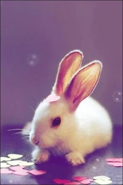 Quel animal vois-tu ?