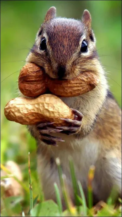 Quel animal vois-tu ?