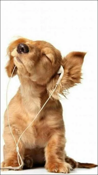 Quel animal vois-tu ?