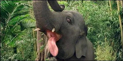 Dans "George de la jungle", Shep est l'animal de compagnie de :