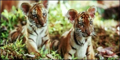 Qui a réalisé le film "Deux frères" ?