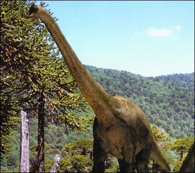 Combien de mètres le Brachiosaure mesurait-il ?
