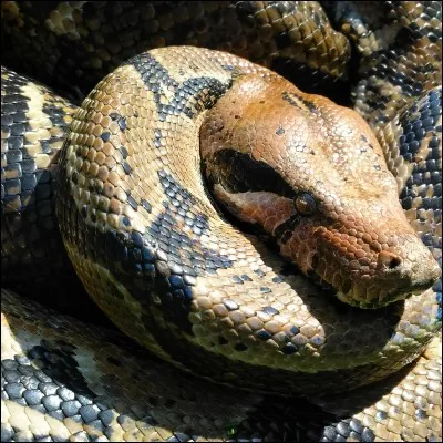 Quel est le pays d'origine du boa constrictor né en captivité au zoo ?