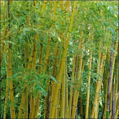 Le bambou lib&egrave;re plus d'oxyg&egrave;ne qu'un arbre normal.