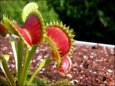 Certaines plantes carnivores capturent leurs proies en les collant &agrave; la surface de leurs feuilles.