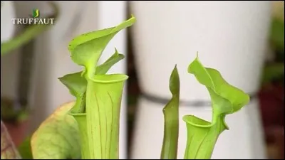 Toujours sur les plantes carnivores, comment font-elles pour attirer leurs proies ?