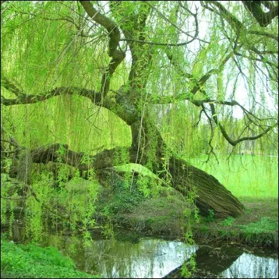 La taille d'un saule pleureur peut atteindre...