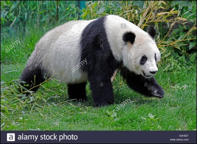 Quel est le temps de gestation d'un panda ?