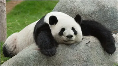 Où y a-t-il des pandas en France ?