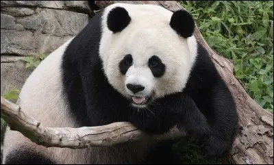 Comment s'appelle le panda le plus connu ?