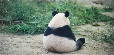 Le panda est le cousin d'...