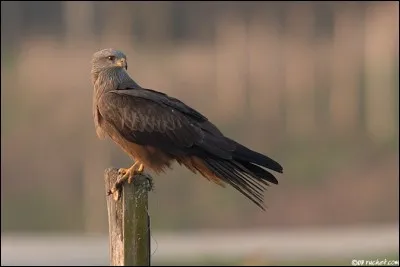 Quel est ce rapace ?