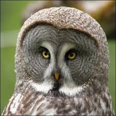 Quel est ce rapace ?