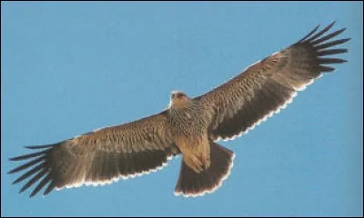 Quel est cet aigle ?