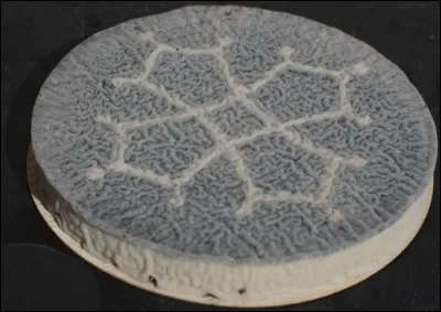 Quel est ce fromage ?