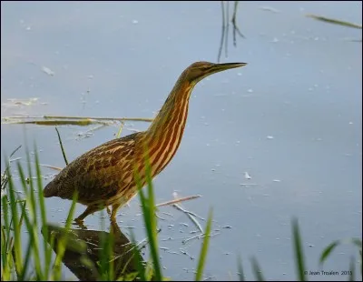 Le butor n'est pas seulement un grossier personnage, c'est aussi une variété de héron !