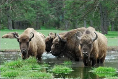 Comme chacun le sait, le bison ne vit qu'en Amérique du Nord !