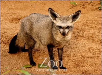 Cet animal est un otocyon.