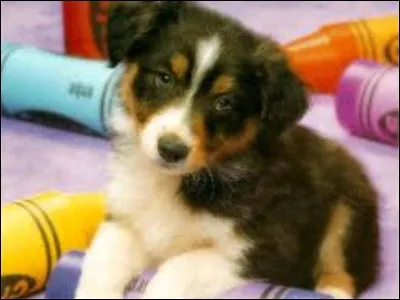 Aimes-tu les chiens ?