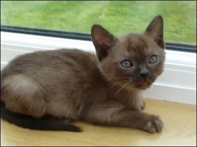 Il est trop choupinou ! C'est un :