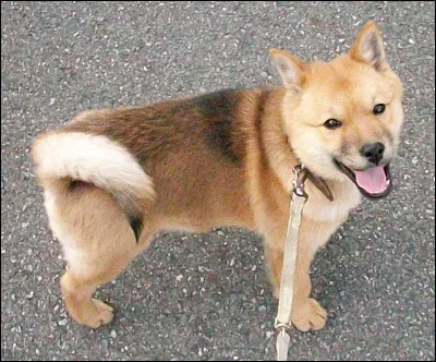 Trop cute ! C'est un :