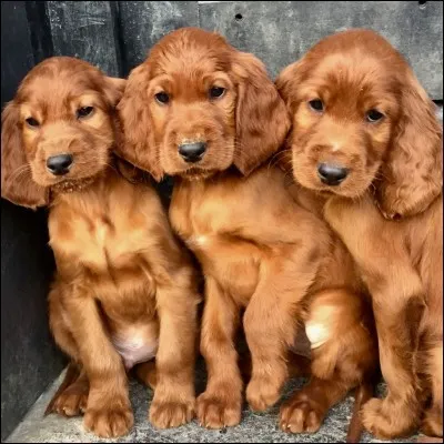 Trop mimis ! Ce sont des :