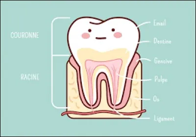 Que signifie cette expression : "Avoir une dent contre quelqu'un" ?