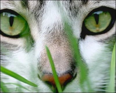 De quelle couleur sont tes yeux ?